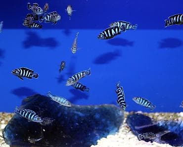 balık: Cixlid balığı, Pulsuz çatdırılma — 2