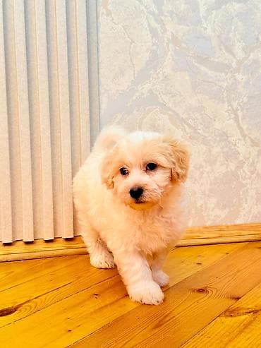 2 ay, Erkek, Peyvəndli