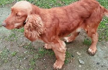 it cinsləri: Koker spaniyel, Dişi, Ödənişli çatdırılma — 4