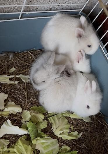 dovsan satilir: Ağ tüklü dovşan balaları – ev heyvanı kimi - Növ: dekorativ miniatür — 1