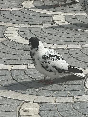 goyərclər: Damğalı göyərçinlər – dekorativ və uçuş üçün - Rənglər: ağ, qara-ağ — 2