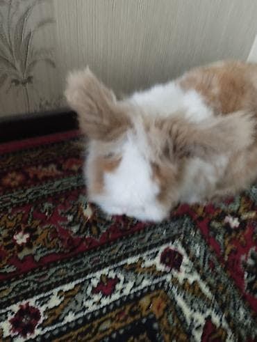 Heyvanlar üçün mallar: ŞİR BAŞLİ DEKORATİV ERKƏK EV DOVŞANİ. - Növ: dekorativ ev dovşanı — 2