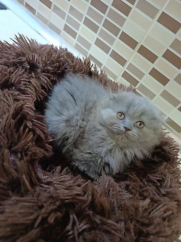 şotland pişik: Şotland — 5