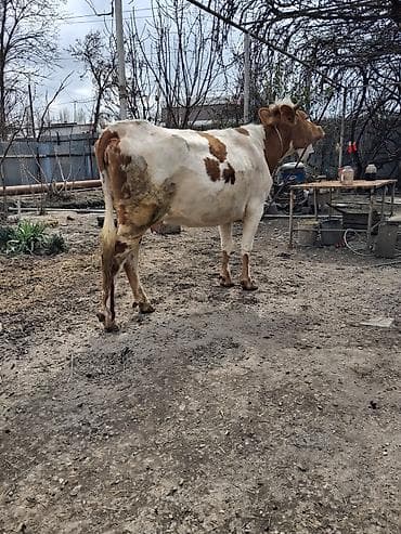 Dişi, Simental, il: 4, Südlük, Ünvandan götürmə