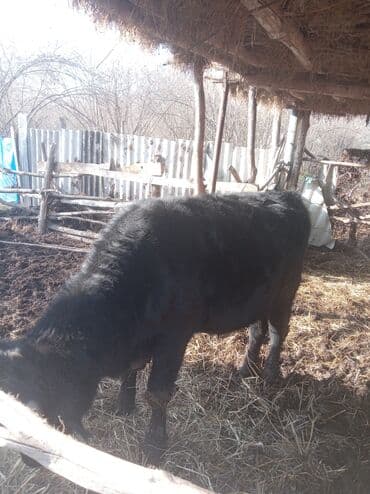 Другие животные: Самец, лет: 1, Для разведения — 2