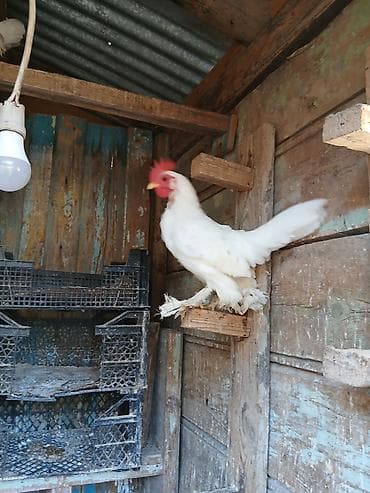 Keçilər, çəpişlər: Toyuq, Damazlıq — 3