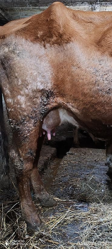 disi pisik: Dişi, Simental, il: 4, 950 kq, Südlük, Rayonlara çatdırılma — 5