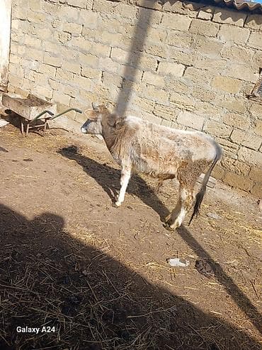 Digər heyvanlar: Erkek dana sstilir cox tecili tecili stilir sok sok qiymete gelin — 4