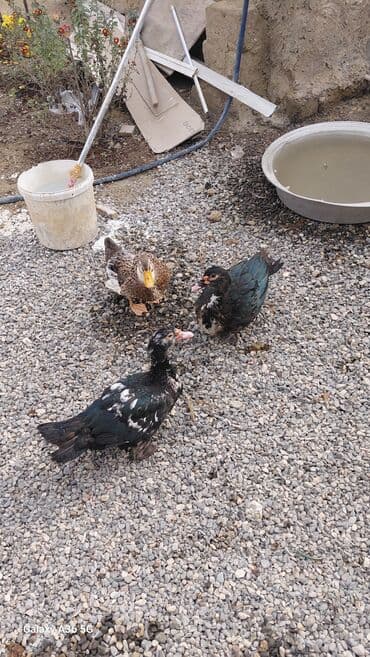 ördək balası satışı: Məhsul: Ördəklər (3 ədəd) Təsvir: - 2 ədəd muskovi (hind) ördək – — 7