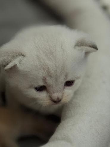 iran pisiyi: Şinşilla — 1