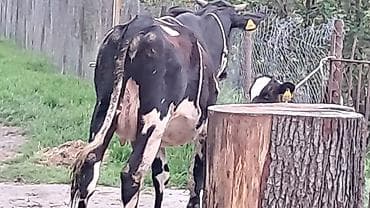 simmental inək satılır: Dişi, Simental, il: 3, 550 kq — 6