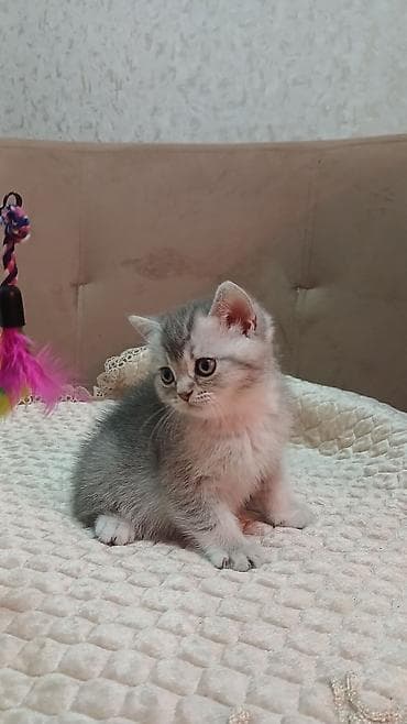 golden sinsila: Britan — 4