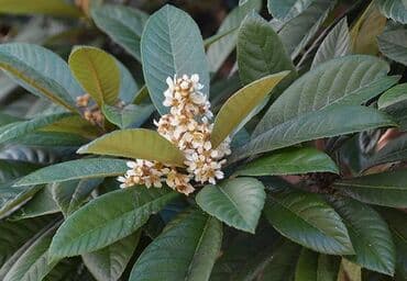 uzum tingləri: Yapon əzgili Yapon ezgili demək olar hər ölçüdə var. 5 sm 15 sm 30 sm — 8