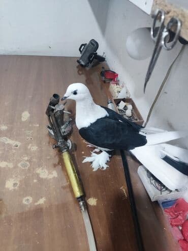 goyercin yuvasi satilir: Qara-ağ rəngli dekorativ göyərçin - Rəng: qaradan-ağa kontrast rəngli — 2