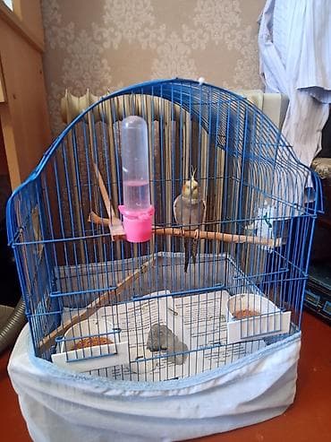 Heyvanlar üçün mallar: Tam sağlam quşdu .Ələ öyrədilmiş quşdu,özü gəlir ələ.Erkəydi.1 yaşı — 2