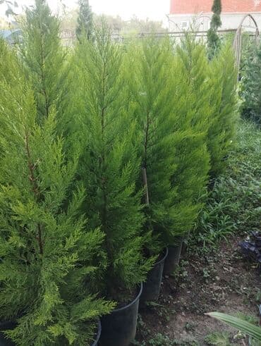 Букетные цветы: Gümüşü-boz rəngli yarpaqları olan bu evkalipt bitkiləri bağlarda və ya — 10