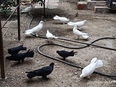 goyercin taklalar: Aq ve qara cox quyruqlar.topdan satiram hamisini — 7