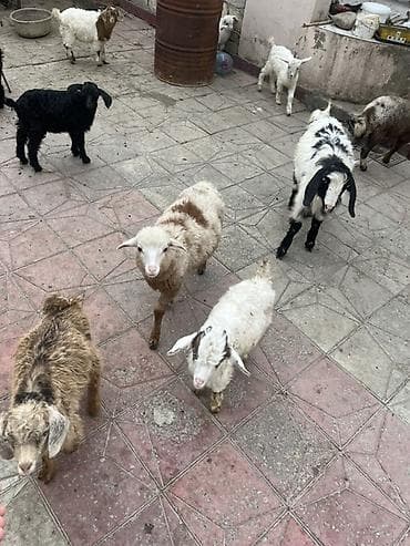 Другие с/х животные: Çəpişlər hamısı ən xırdasınnan böyüyünə qədər süd əmən heyvanlardı — 8