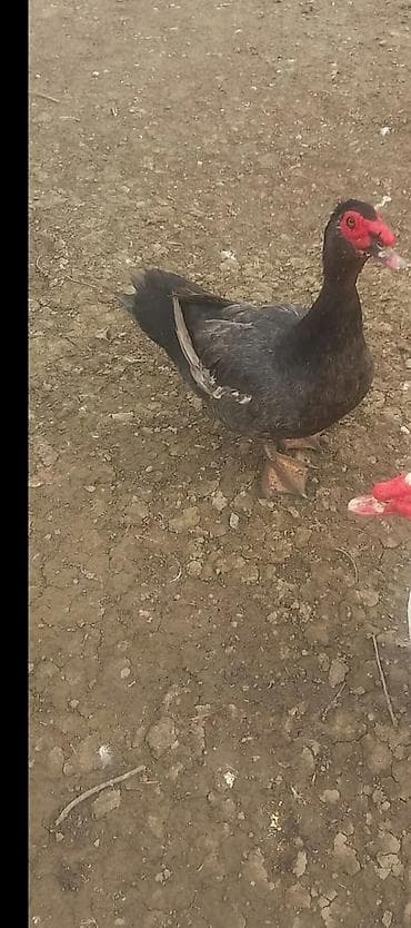 cucə və xoruz təmsil: Erkək, | Lal ördək, Damazlıq — 1