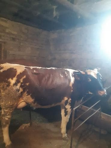 Birinci qarin dogub 24 lt sud verir Balasiz Tek — 1