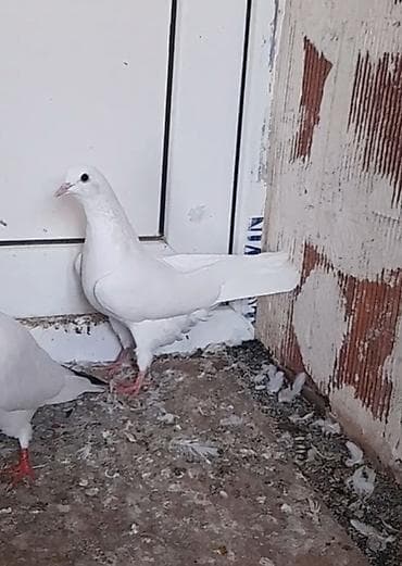 Tutulma 12 tuk dizden ciplag unvan suraxani