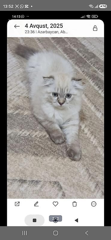 pişik satılır: Şotland yastı qulaq — 4
