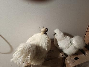 kənd toyuqu: Toyuq, Damazlıq — 3