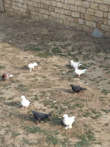 cücə satışı 2023: Quşları terqizirem ona görə satram qiyməti hamsina aitdir — 6