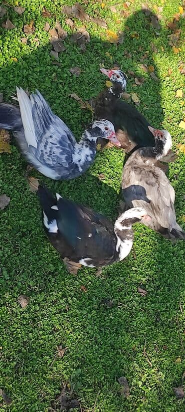 pişiklər ucun bit dərmanı: Erkekler 25 azn fereler 16 azn — 3