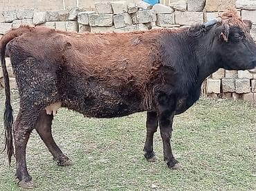 Yemlər: Salam inək satılır ətlik di 4 litir süd verir 06.07.011 iylədə Bater — 3