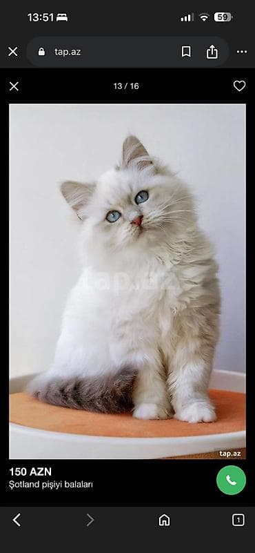 sibir pisiyi: Britan — 3