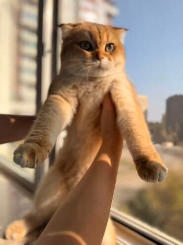 şotland pişiyi qiyməti: Şotland — 4