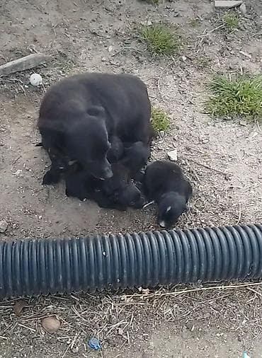 ov itleri satisi: Peyvəndli — 1