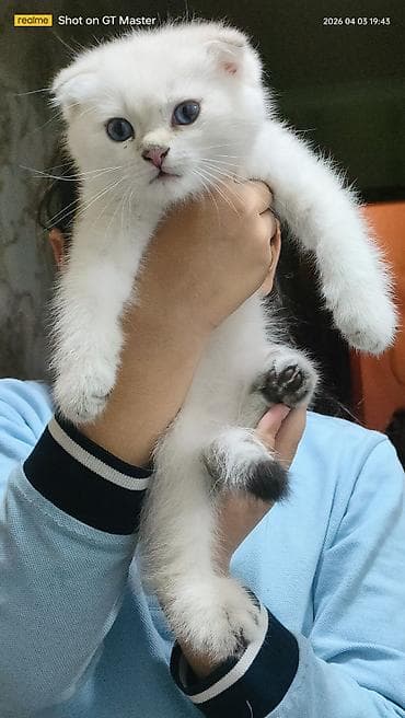 pitbull bala: Şotland yastı qulaq, Yaxşı əllərə — 2