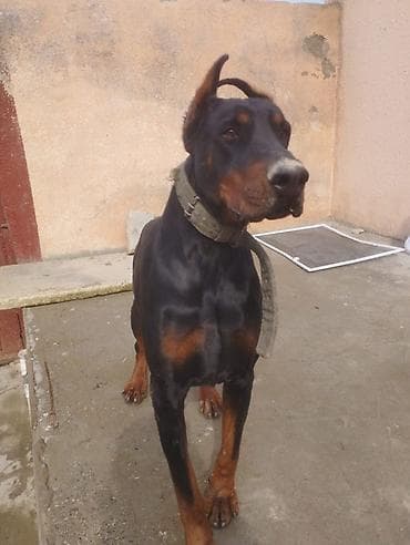 Digər heyvanlar: Doberman — 4