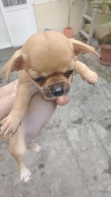 mini itlər: Çixuahua — 1