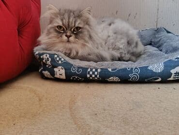 pişik yem qabı: Pers cinsi kicle bagli tecili satilir butun peyvendleri olunub butun — 4