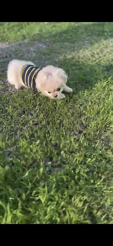 it adı: Pekines, 5 ay, Dişi, Peyvəndli — 1