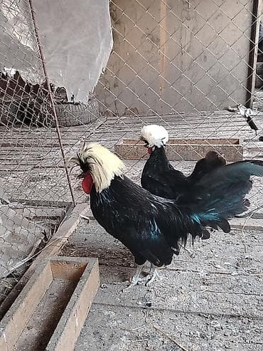 it satisi baki: Cut rahibə satılır cütü 60 manat — 2