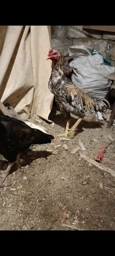 Xoruz, Heyratı, il: 1, Ödənişli çatdırılma