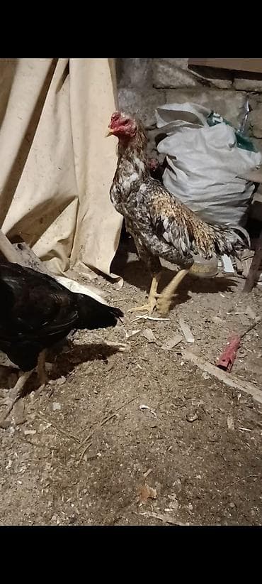 Цыплята: Петух, Heyrati, лет: 1, Платная доставка — 1