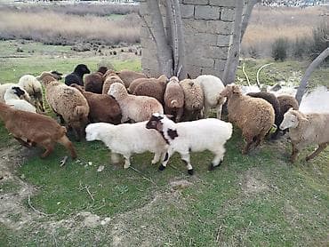 mal heyvan satisi: Qoyun-quzu sürüsü satılır. - Növlər: yerli cinslər qarışıq (ağ — 2
