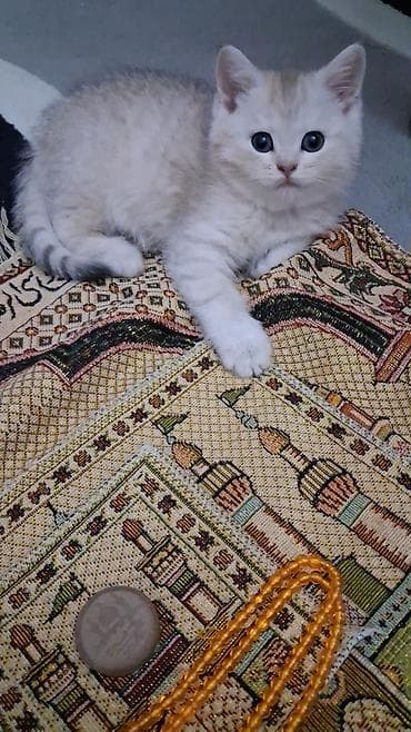 Şinşilla, Dişi, Yaxşı əllərə, Ünvandan götürmə, Ödənişli çatdırılma