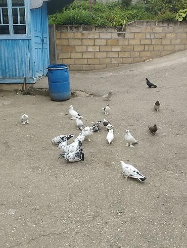 kakadu quşu: Salamaleykum Allah hamının malına bərəkət versin gördüyünüz — 2