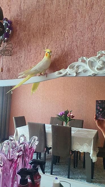 qus dami: Sarı-ağ rəngli nimfa tutuquşusu (cockatiel) - Rəng: açıq sarı-ağ — 1