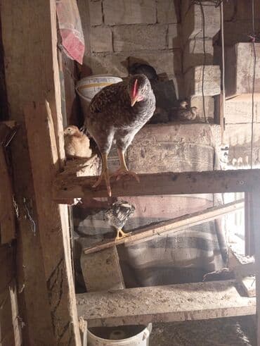 Volkswagen: Куриные цыплята, Для разведения — 10