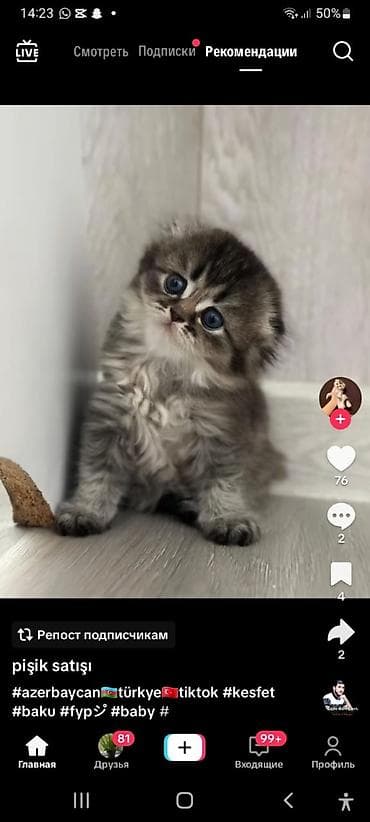 heyvan: Şotland yastı qulaq — 9