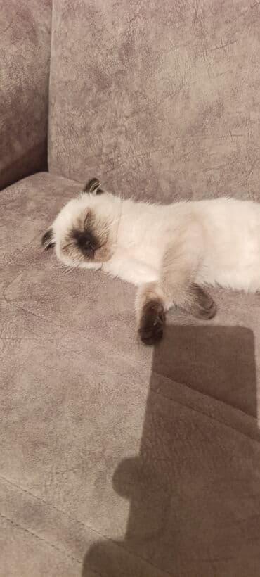 şirin pişiklər: Siam — 2