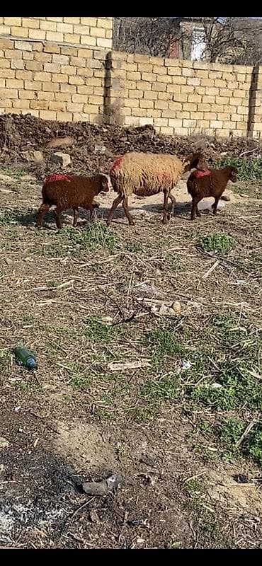 balaca cuce: Ekiz balali 2 ci qarin quzularin ikiside erkeydi qoyun bogazdi unvan — 1