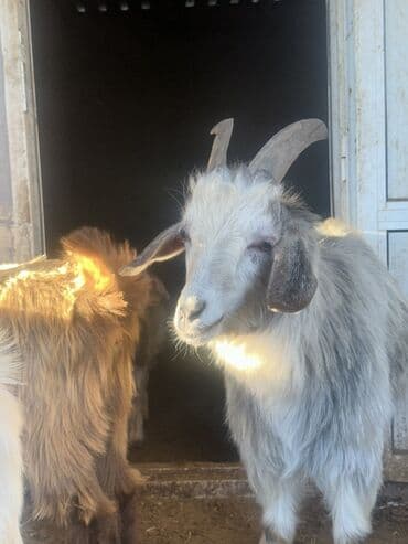 ucuz keci: Goranboy ✅ Ərəb sortu və yerli sort keçilər satılır. Yerlər daraldığı — 8